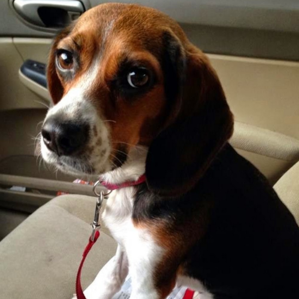 Meet your Posher, April